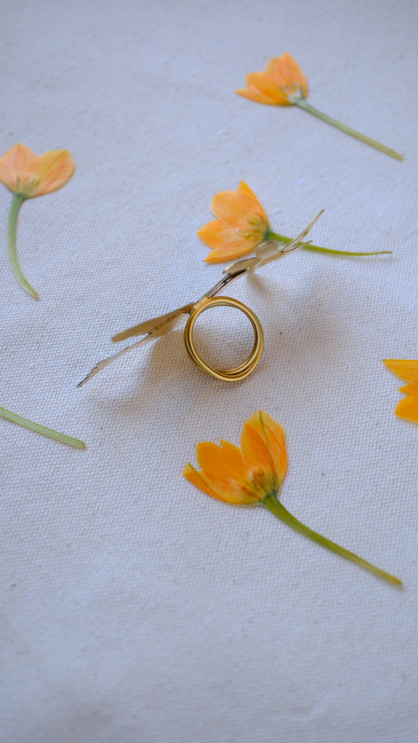 Anillo un colibri indiscreto