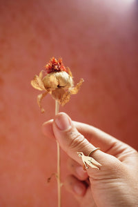 Anillo soñadoras