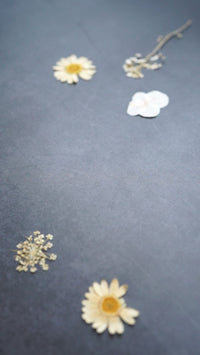 Argollas gatitos